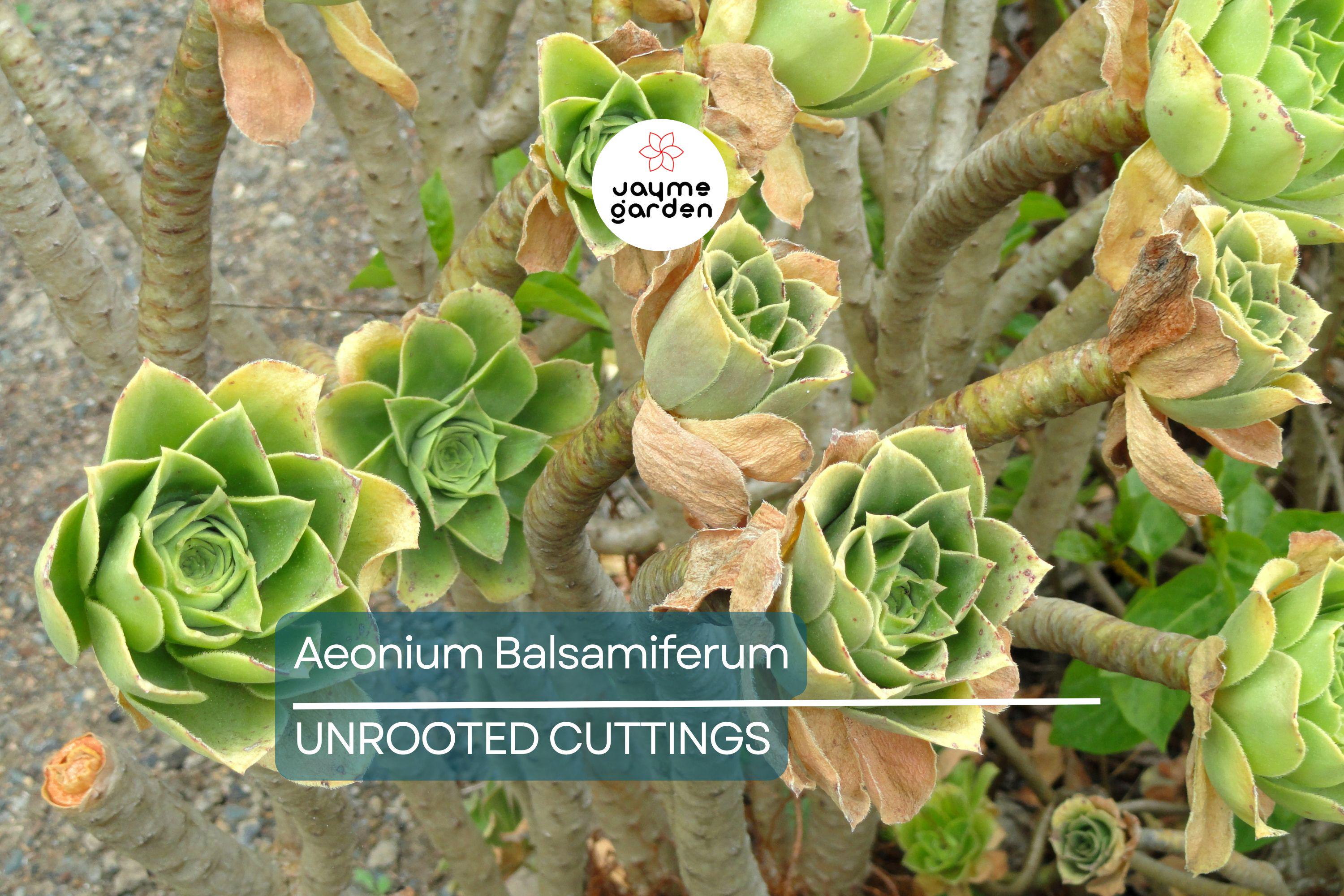 Aeonium Balsamiferum 4" Cutting | Unrooted Succulent Plant | Easy to Grow | Unique Broccoli-Like Shape |