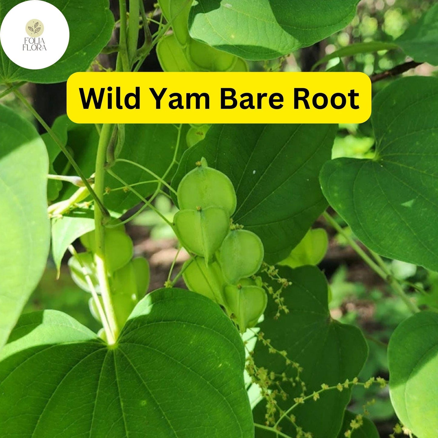 10 Bare Root Wild Yam Plants, Perennial Vine, Dioscorea villosa, Organic Wildflower Bulbs for Gardens