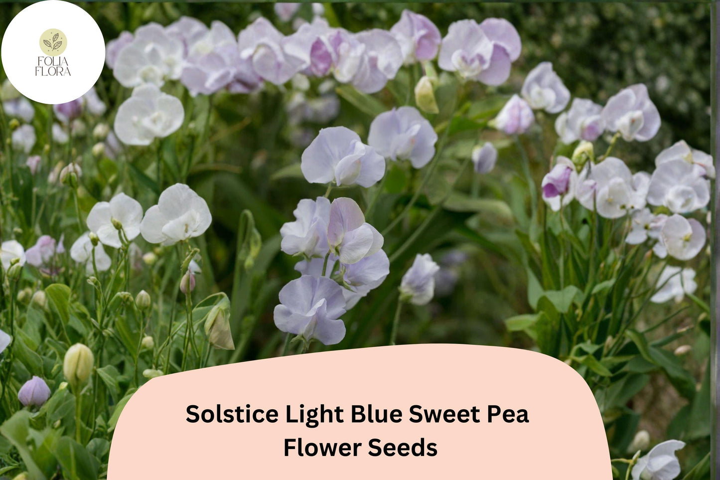 Solstice Light Blue Sweet Pea Seeds | Lathyrus odoratus Climbing Vine (50+ Seeds) for Garden Planting