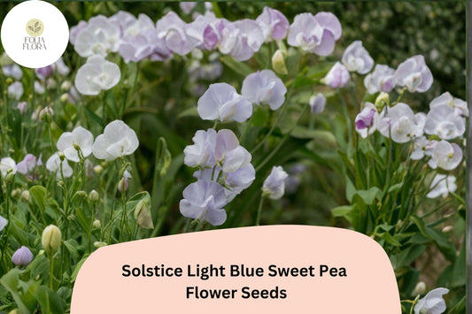 Solstice Light Blue Sweet Pea Seeds | Lathyrus odoratus Climbing Vine (50+ Seeds) for Garden Planting