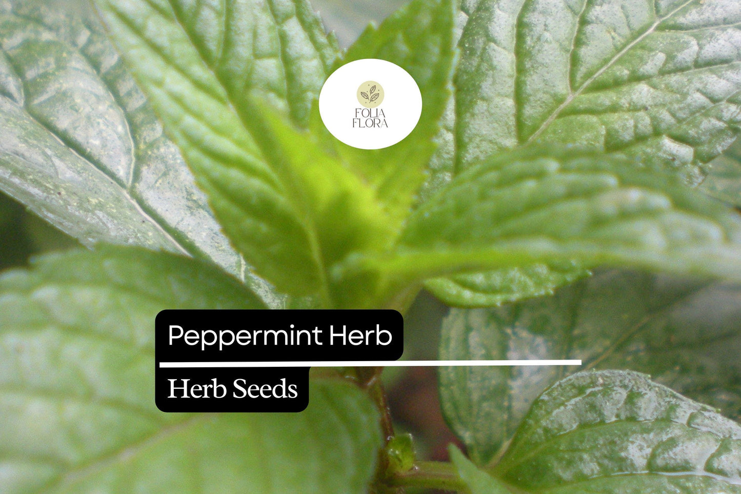 30mg Peppermint Herb Seeds | Mentha × piperita Fresh Aromatic Mint | Culinary & Medicinal Garden Herb