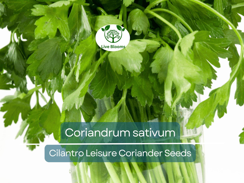 175 Cilantro Seeds - Coriander for Planting (Coriandrum sativum) - Fresh Herb for Kitchen Garden, Culinary Use, & Home Planting