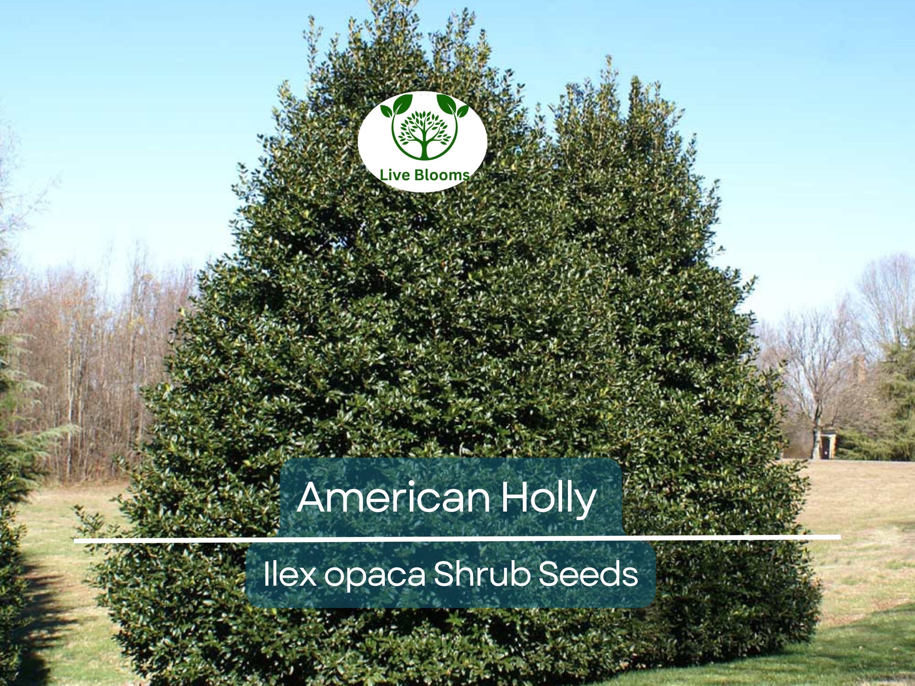 30 American Holly Bush Seeds (Ilex opaca), Hardy Shrub, Evergreen Tree, Perfect for Hedges, Privacy Screens, & Landscaping, Winter Interest