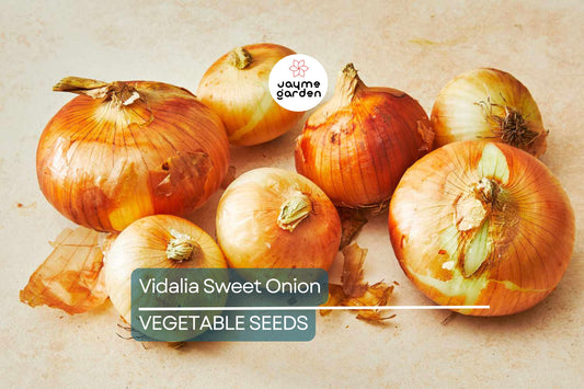 500 Treated Vidalia Sweet Onion Seeds | Non-GMO Heirloom | Early Grano Short-Day Variety