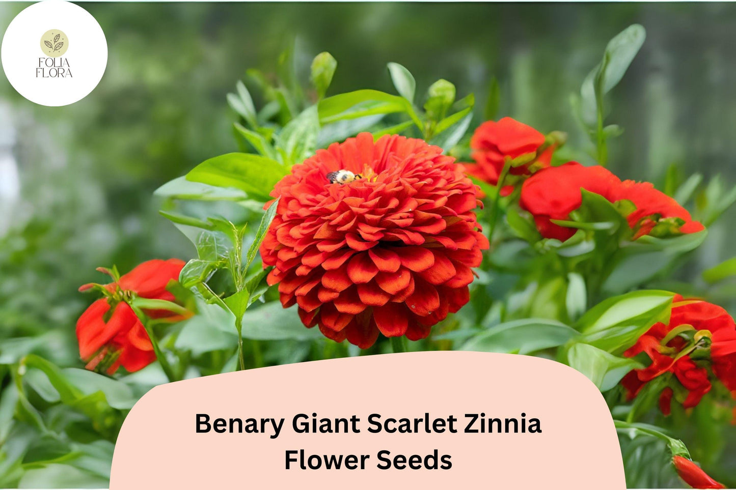 100+ Benary Giant Scarlet Zinnia Seeds – Tall Scarlet-Red Blooms for Cut Flowers & Summer Gardens