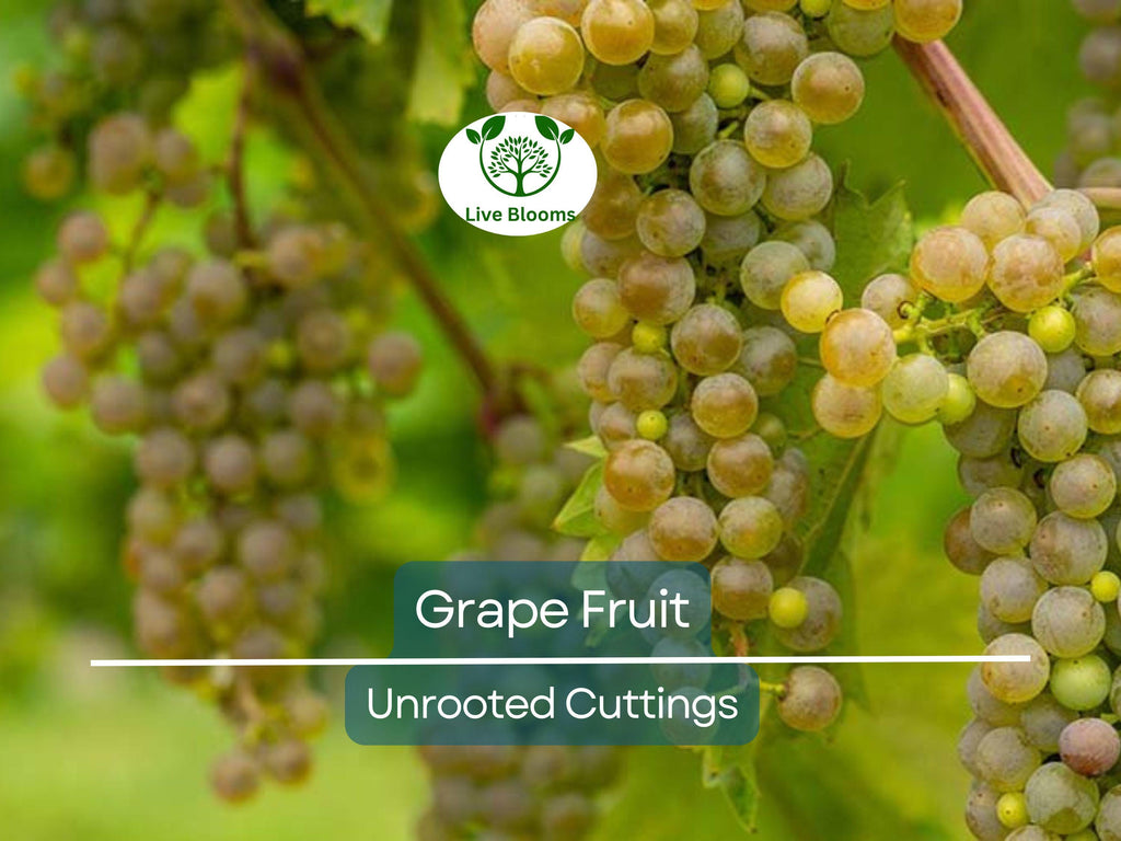 5 Cold Hardy Perennial Fruit Grape Unrooted Cuttings, Vitis spp., Fruit Grape Vine, Easy to Root, Cold Tolerant Grapevine for Garden