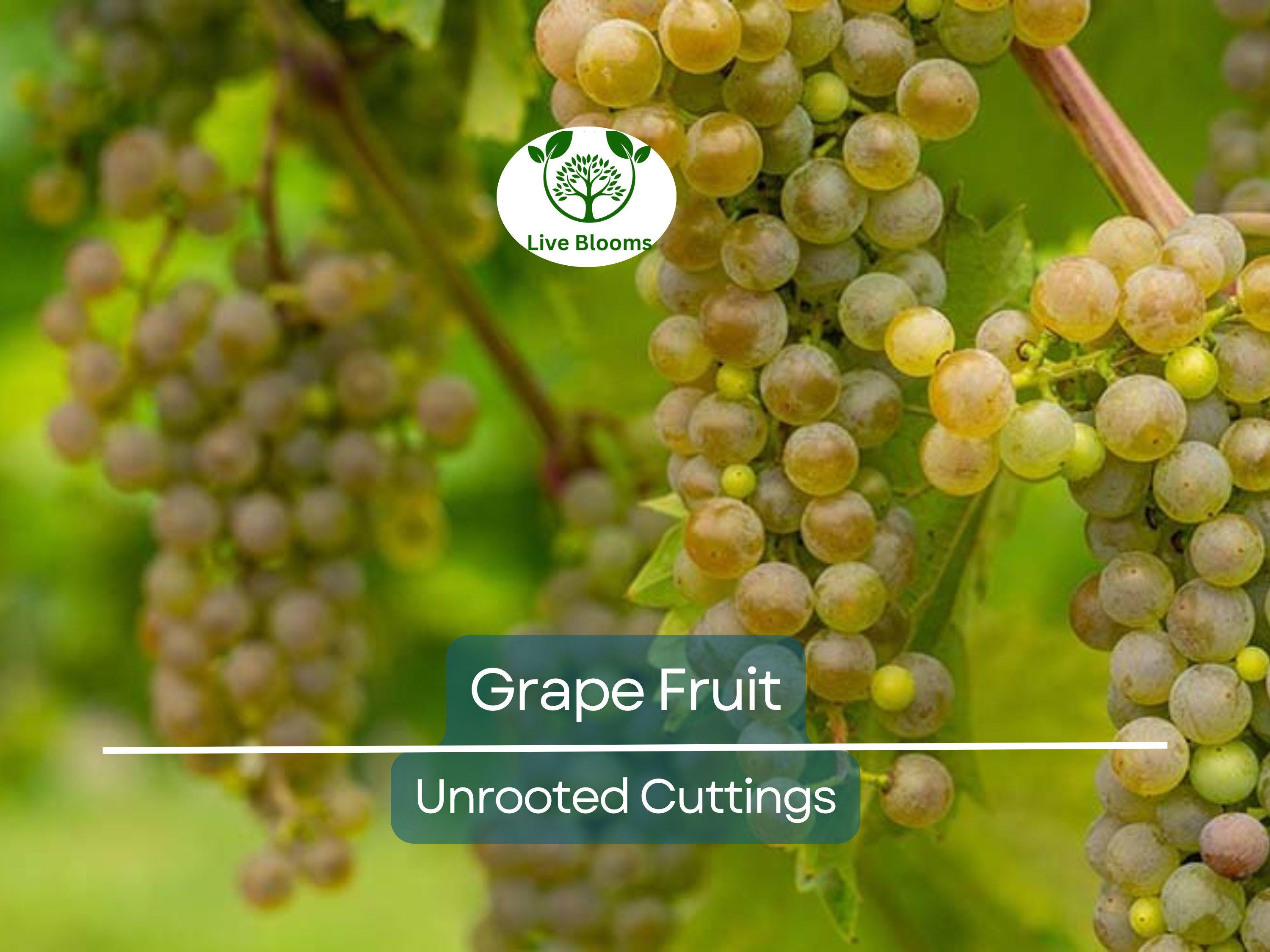 5 Cold Hardy Perennial Fruit Grape Unrooted Cuttings, Vitis spp., Fruit Grape Vine, Easy to Root, Cold Tolerant Grapevine for Garden