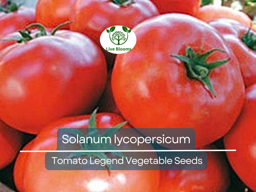 100 mg Seeds Tomato Legend – Solanum lycopersicum Vegetable for Planting | Disease-Resistant, Early-Maturing, Heirloom Variety