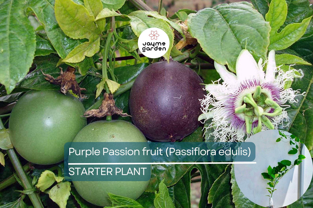 Purple Passion Fruit Plant (Passiflora edulis) Live 10-12" Starter Plant - Exotic Tropical Fruit for Garden & Culinary Use