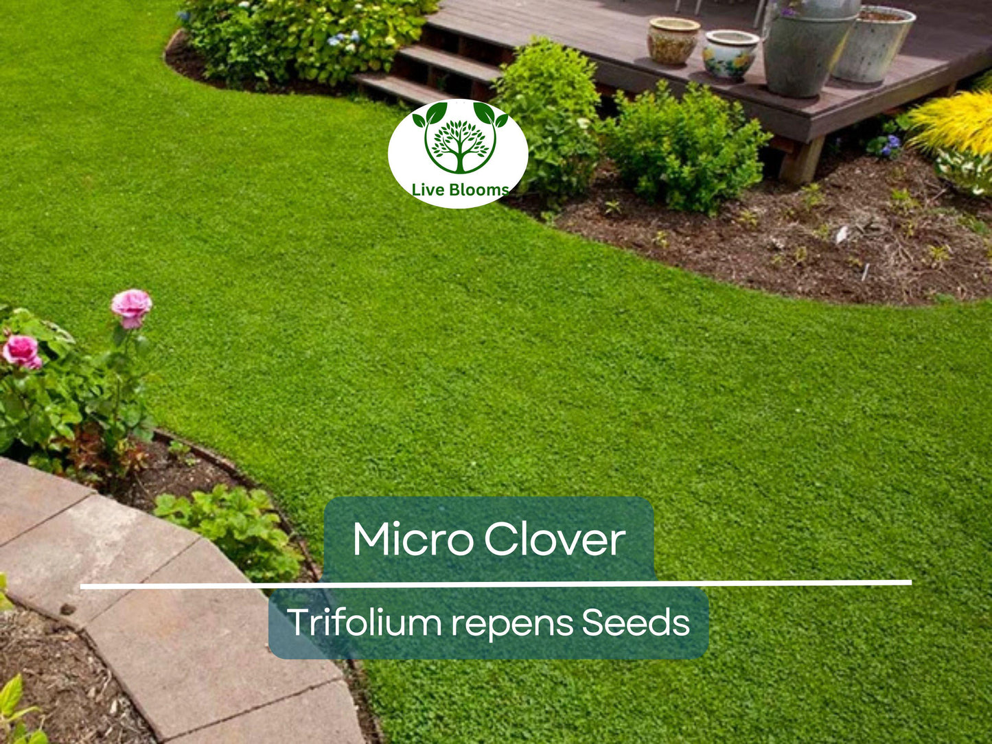 5000 Micro Clover Seeds, Non-GMO, Low-Maintenance Ground Cover, Lawn Alternative, Eco-Friendly, Perfect for Lawns & Gardens