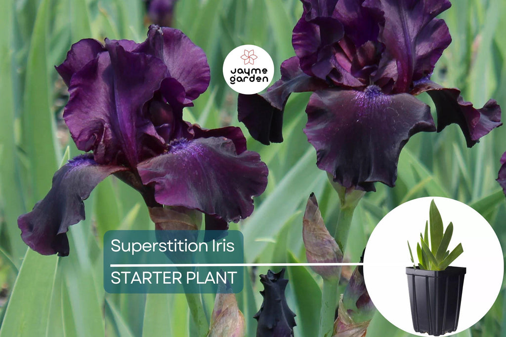 Superstition Iris Plant – Quart Pot | Deep Purple-Black Flowers | Perennial | Easy to Grow | Hardy Zones 4-10
