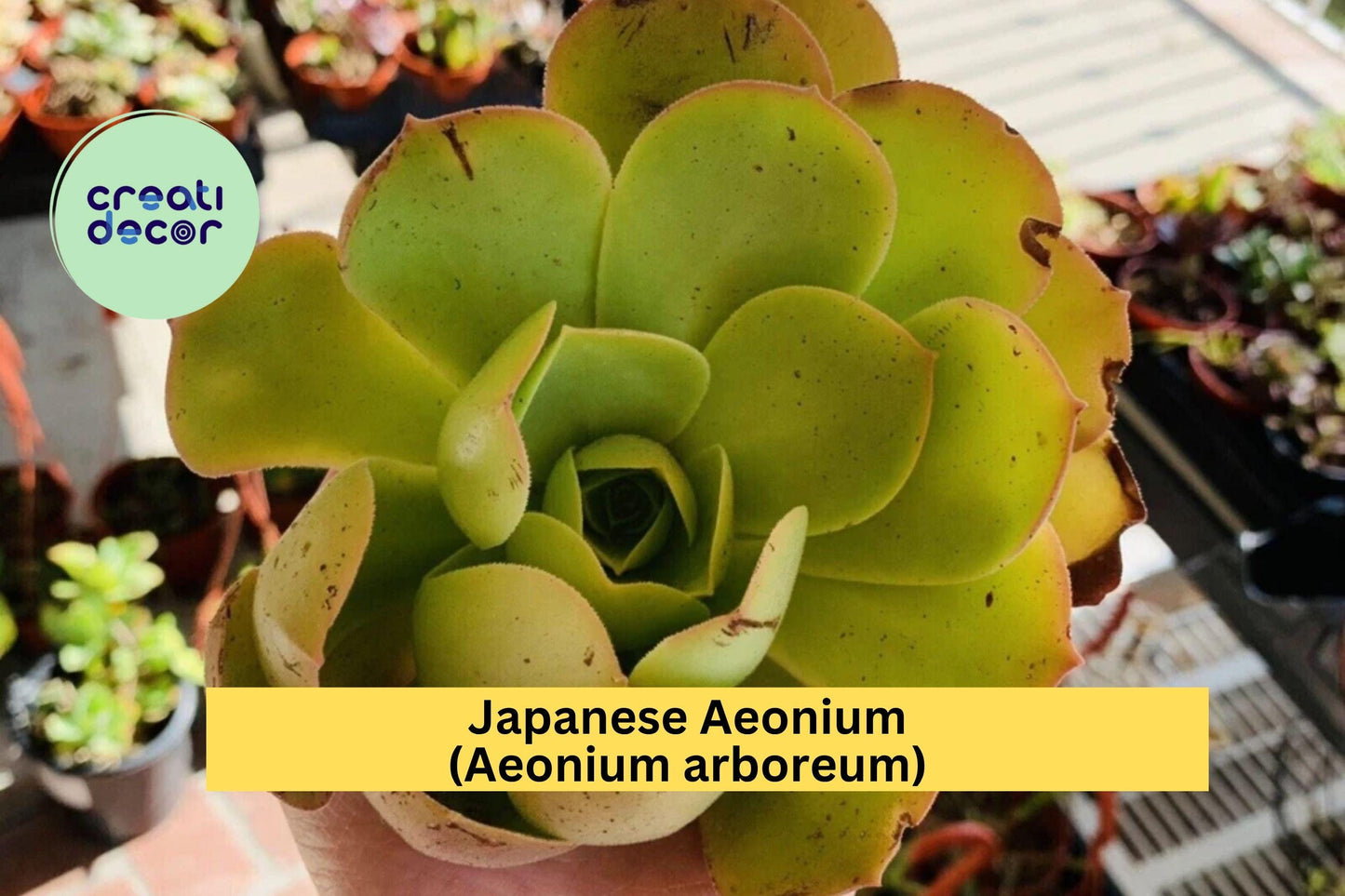Aeonium arboreum Cutting – Rare Japanese Green Succulent – Unrooted Live Cactus-Like Plant for Indoor or Outdoor Container Decor