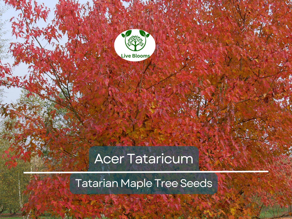 10 Seeds Acer Tataricum (Tatarian Maple) for Planting - Hardy Tree for Landscaping, Shade, & Gardens - Unique, Fast-Growing Tree Seeds