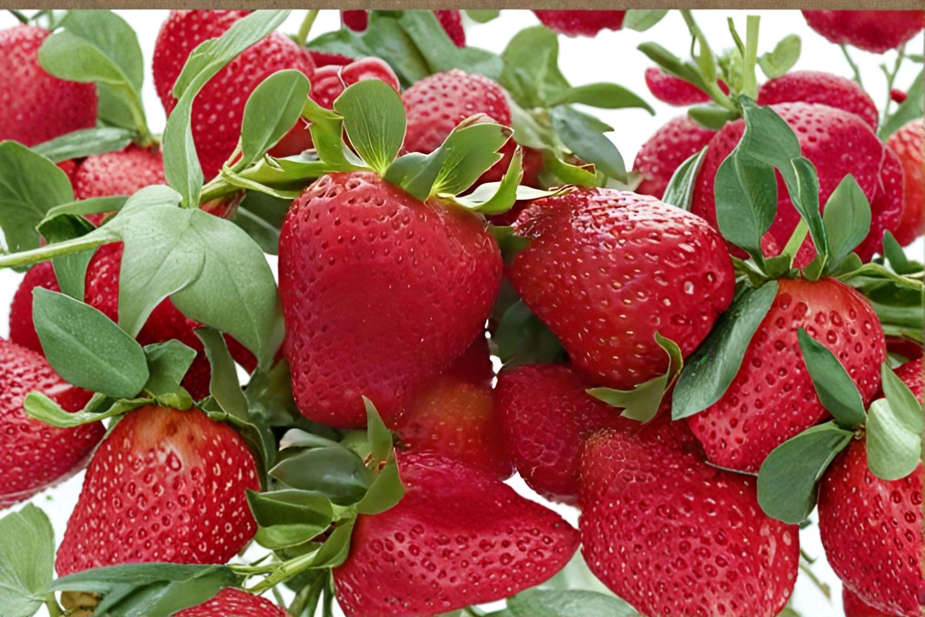 Seascape Strawberry 20 Roots (Fragaria × ananassa ‘Seascape’) Bare Root Strawberry Plants