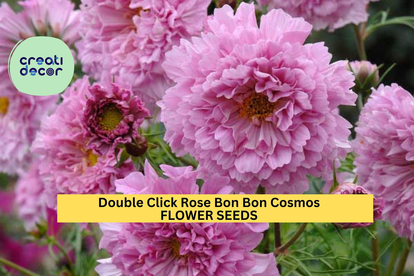 200+ Double Click Rose Bon Bon Cosmos Seeds – Fully Double Pink Blooms for Garden Planting, Pollinator-Friendly Annuals – USA