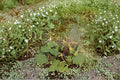 Alisma triviale/Large-flowered Water Plantain – 300 Seeds | Native Aquatic Perennial | Wetland & Pond Plant | Pollinator-Friendly