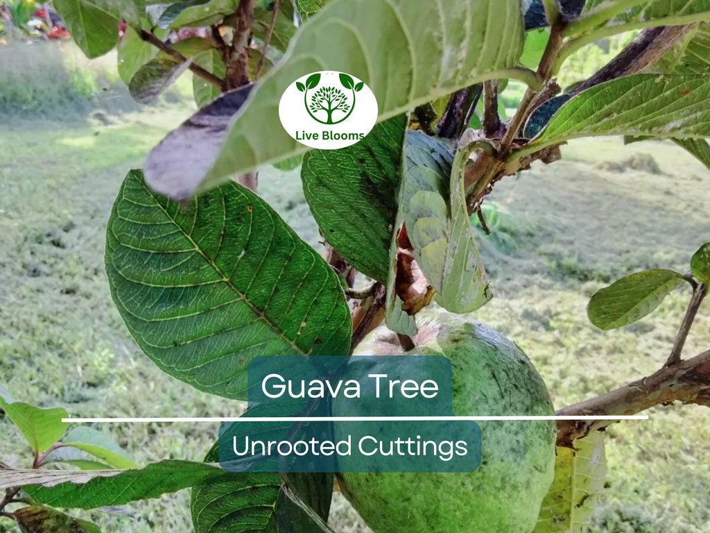 3 Guava Unrooted Cuttings 4-5" | Psidium Guajava | Tropical Fruit Tree, Guava Plant Propagation