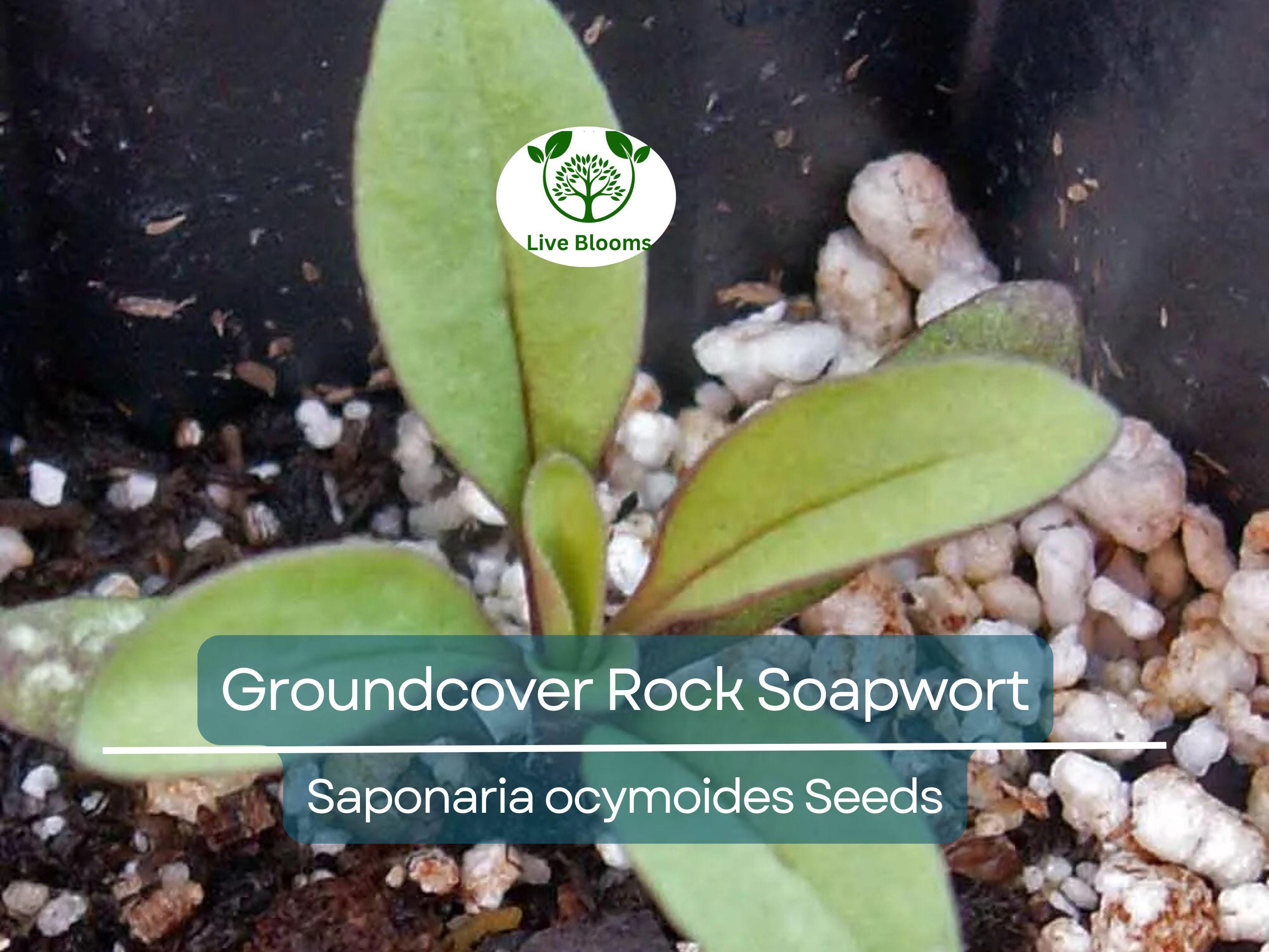 1000 Seeds Groundcover Rock Soapwort, Spreading Perennial, Pink Flowers, Non-GMO, Saponaria ocymoides, Easy to Grow