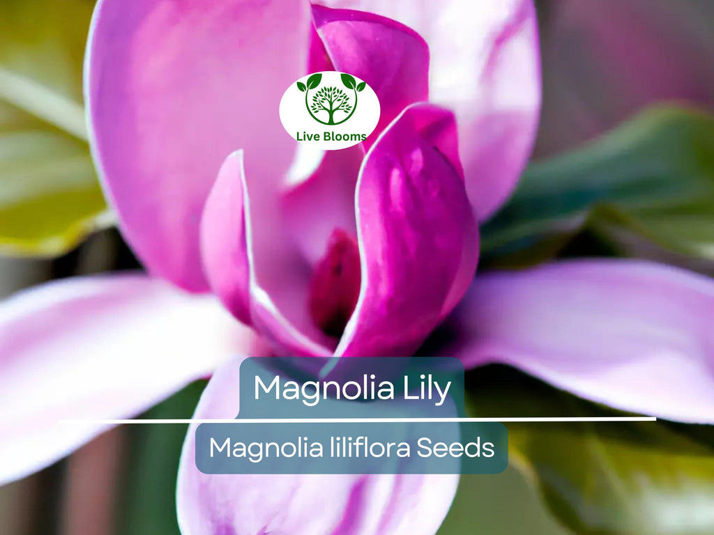 10 Magnolia Lily Seeds (Magnolia liliflora) | Pink Flowering Tree, Beautiful Blooms, Hardy Perennial for Garden & Landscape