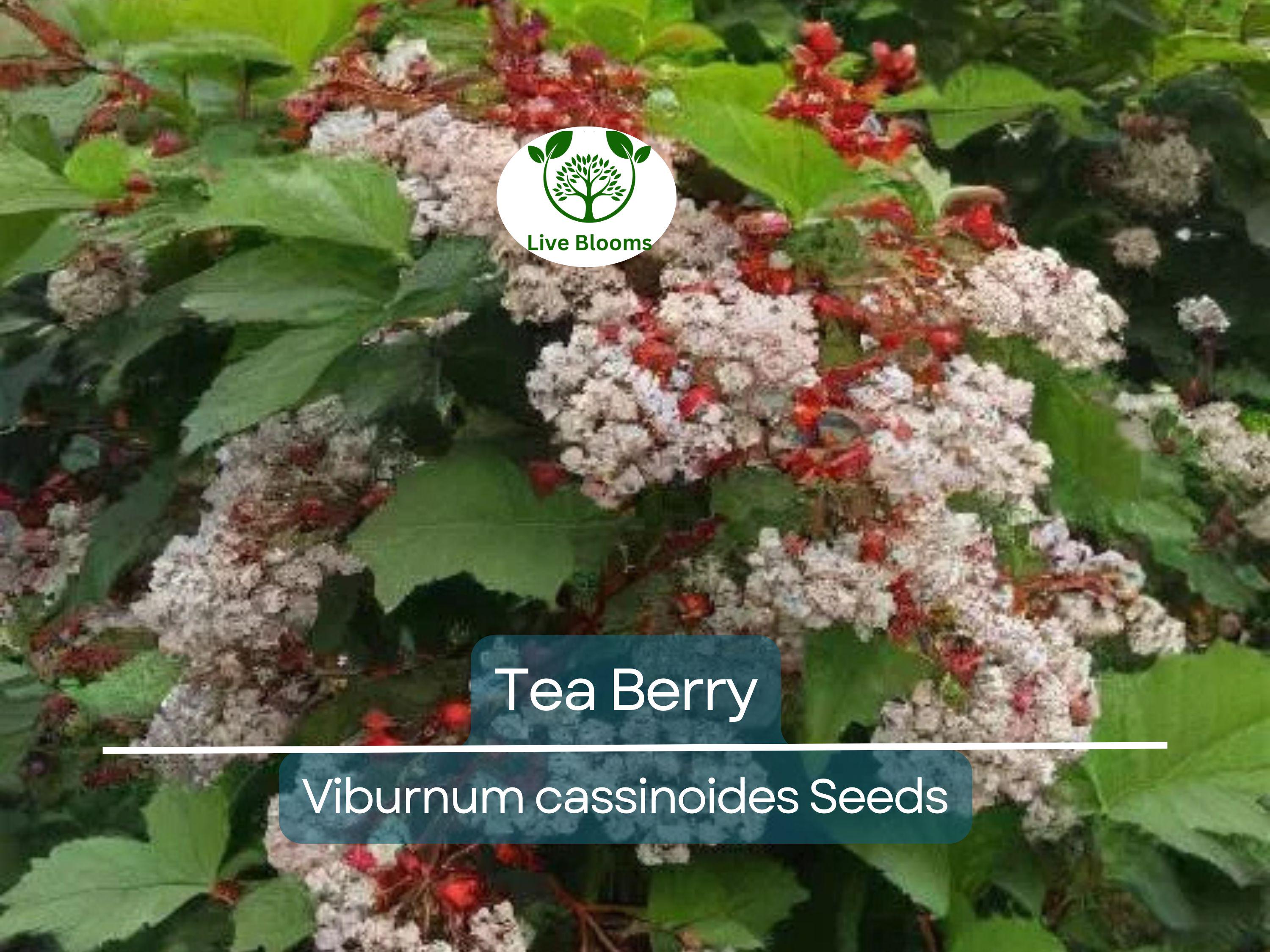 40 Tea Berry Shrub Seeds - Viburnum cassinoides, Witherod, Edible Fruits, Perennial, Native Plant, Aromatic Tea Leaves