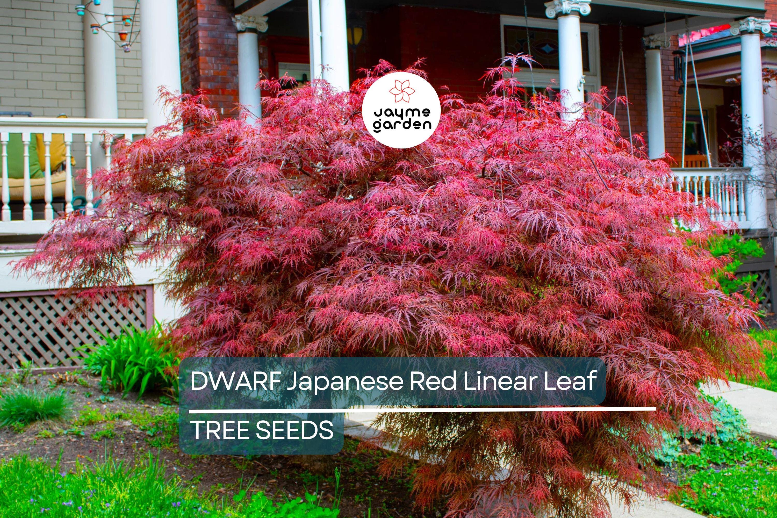 10 Dwarf Japanese Red Linear-Leaf Maple Seeds (Acer Scolopendrifolium) - Bonsai or Patio Tree