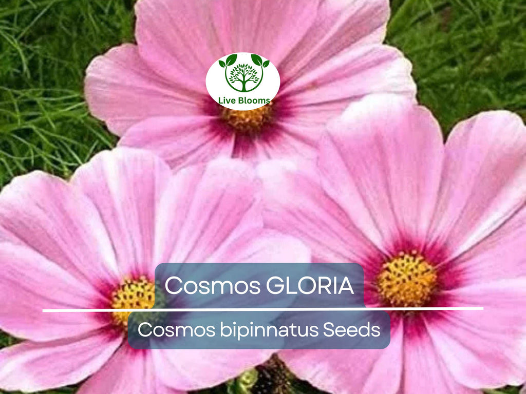 200 Seeds Cosmos GLORIA, 3-5’ Tall, Huge Flower Blooms, Magenta Center, Non-GMO, Beautiful Garden Flowers, Attracts Pollinators