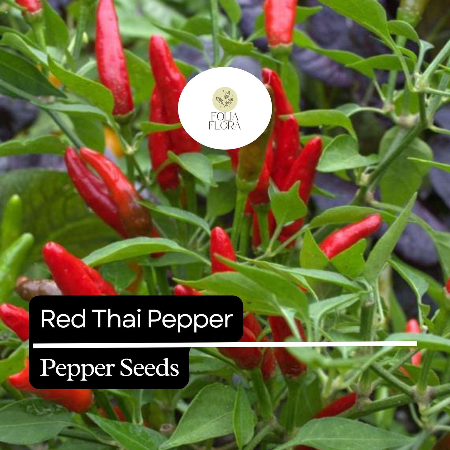 20 Red Thai Pepper Seeds – Hot & Spicy, Heirloom, Non-GMO, High-Yield Chili Peppers