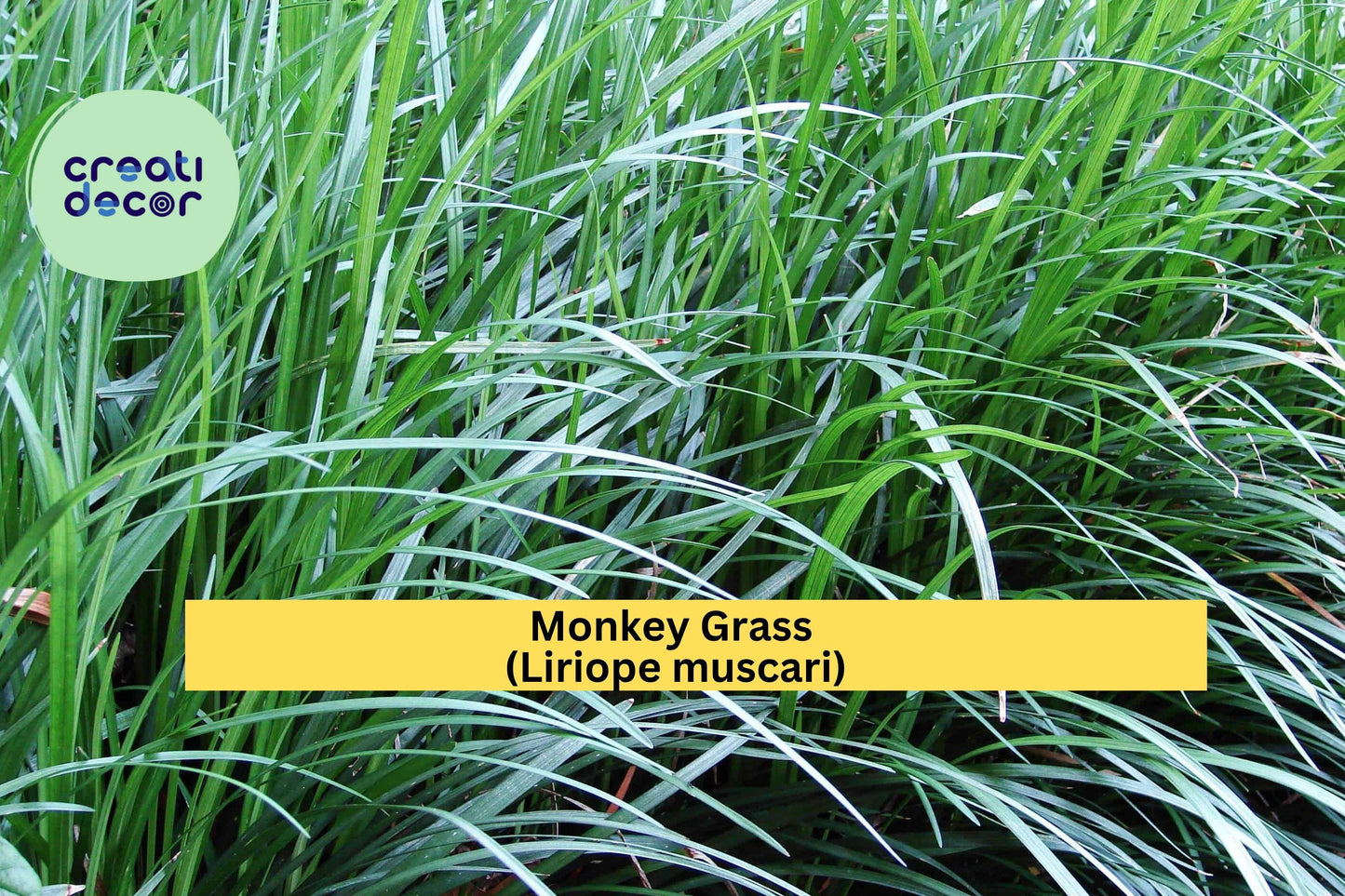 Monkey Grass Plants – 100 Bare Root Liriope muscari – Evergreen Border and Ground Cover Perennial for Landscape or Garden Edging