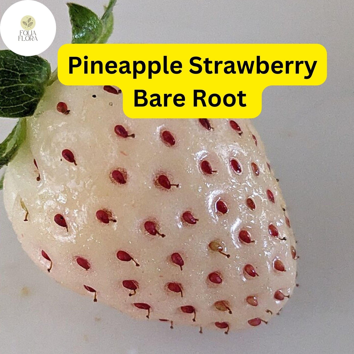 10 Bare Root Pineapple Strawberry Plants – Fragaria × ananassa, Unique White Strawberries