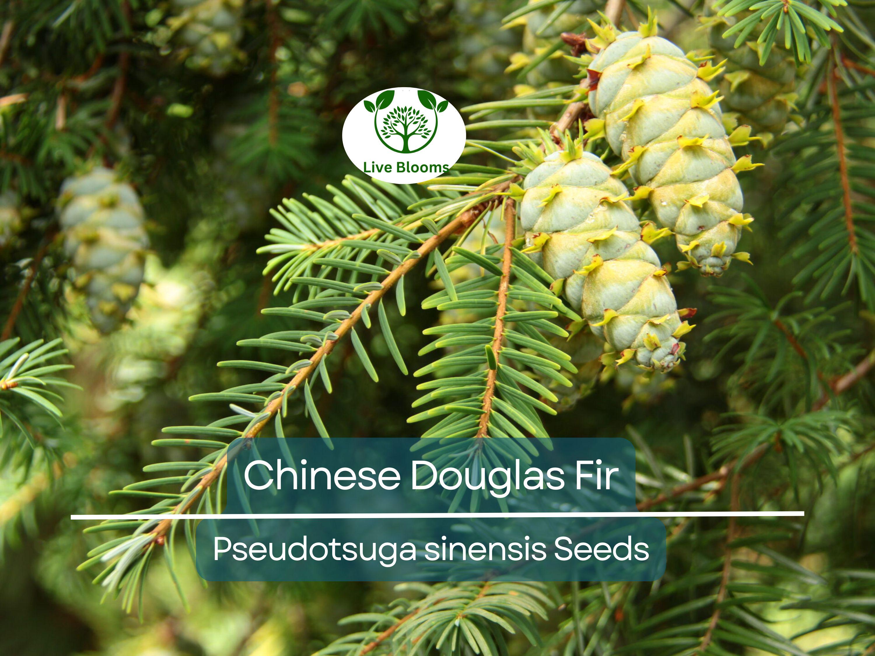 20 Chinese Douglas Fir Tree Seeds (Pseudotsuga sinensis) | Evergreen Conifer, Hardy, Fast-Growing, Ideal for Landscaping & Forest Gardens