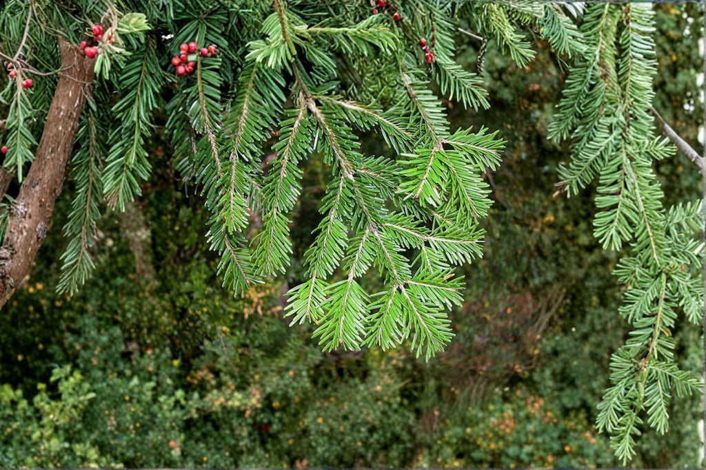 European Silver Fir Seeds – Abies alba, Fragrant Evergreen Conifer (10 Seeds)