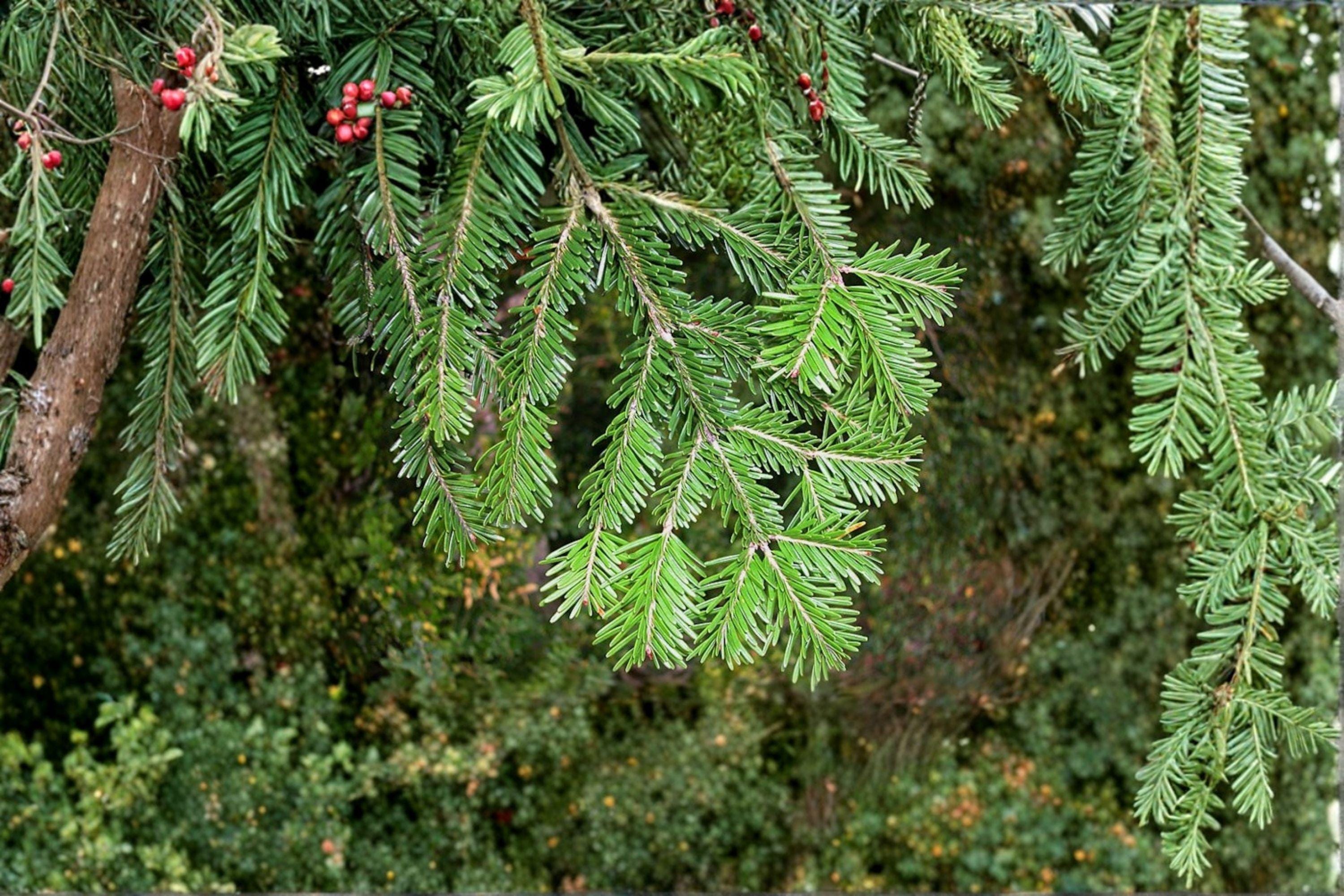 European Silver Fir Seeds – Abies alba, Fragrant Evergreen Conifer (10 Seeds)