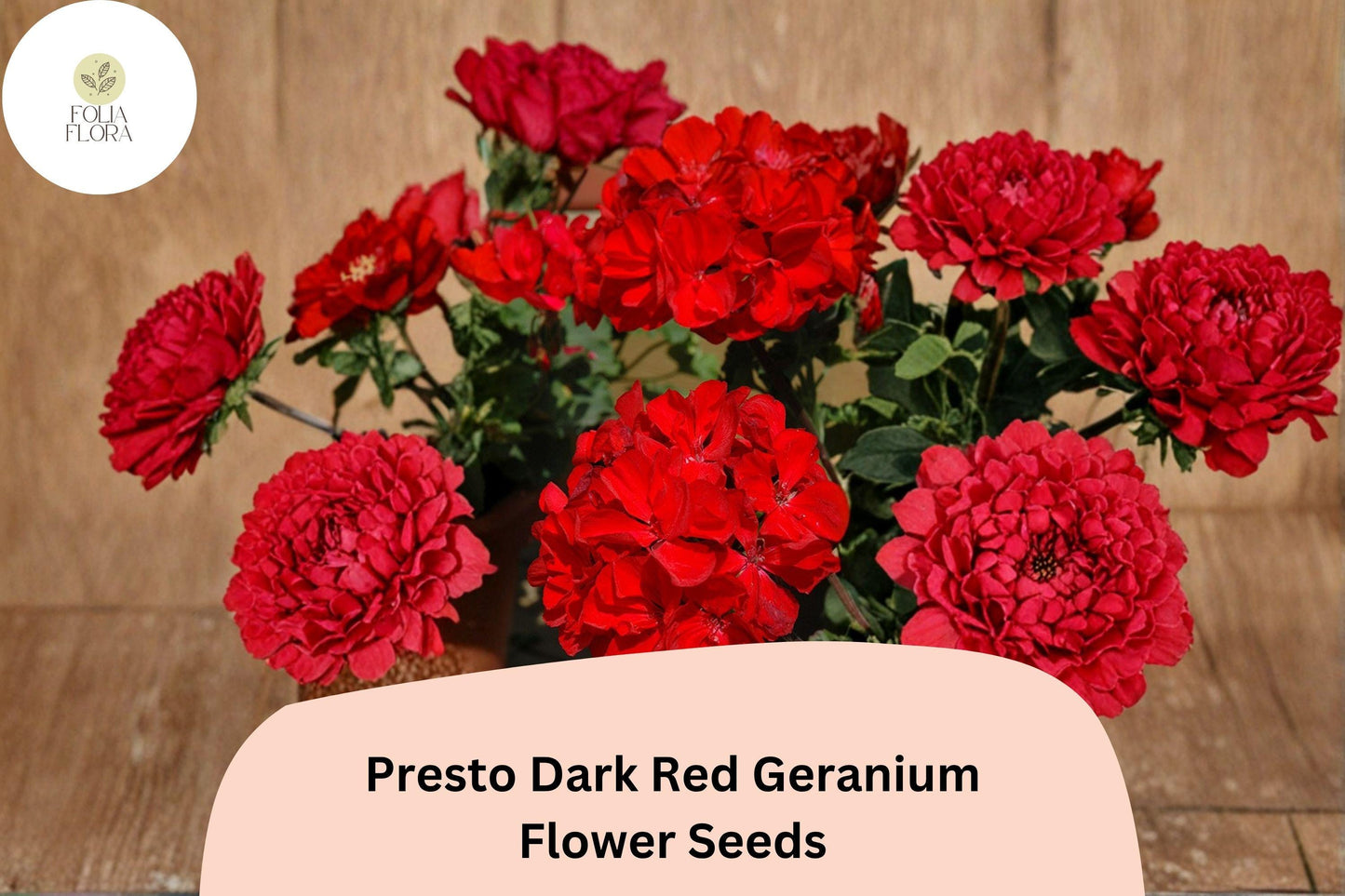 25+ Presto Dark Red Geranium Seeds | Compact Zonal Geranium | Deep Red Blooms for Pots, Borders & Garden Beds