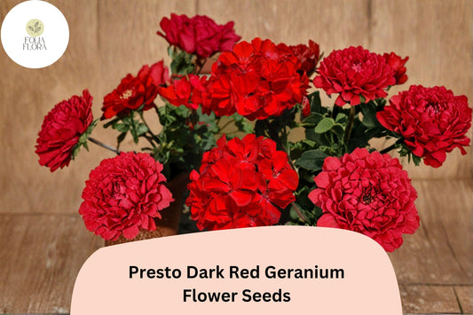 25+ Presto Dark Red Geranium Seeds | Compact Zonal Geranium | Deep Red Blooms for Pots, Borders & Garden Beds