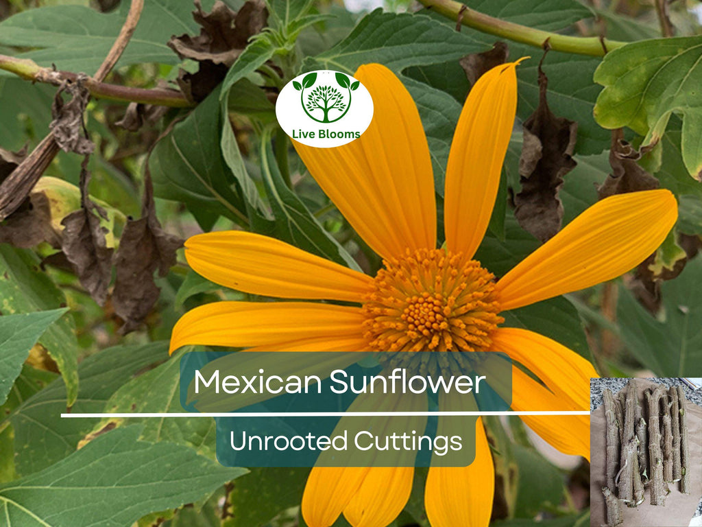 10 Organic Mexican Sunflower (Tithonia diversifolia) Unrooted Cuttings - Perennial, Fast-Growing, Bright Yellow Flowers, Easy to Grow