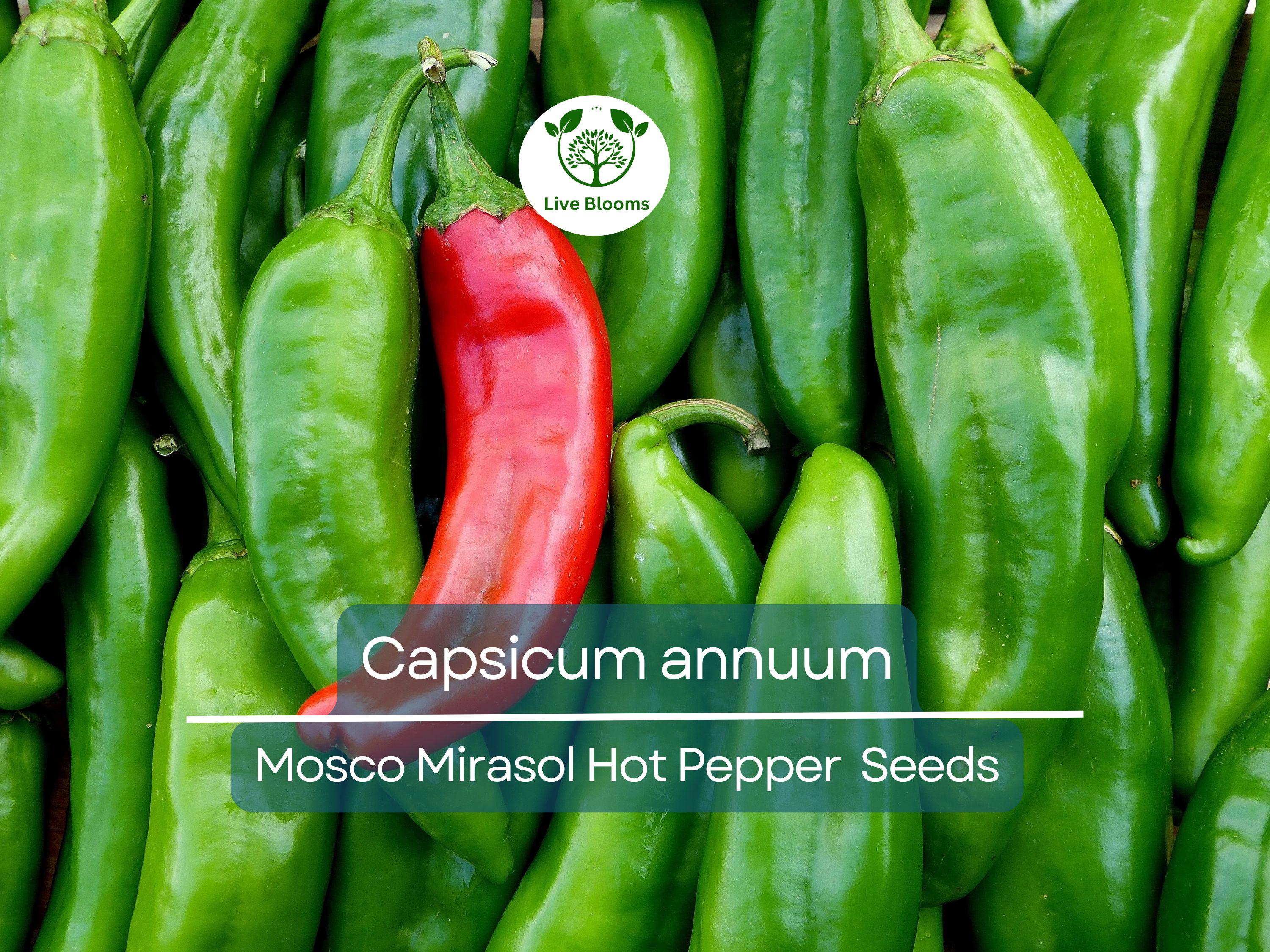 250 mg of Mosco Mirasol Chile Seeds - Pueblo Guajillo Hot Pepper | Capsicum annuum | Heirloom Pepper Seeds for Planting & Cooking