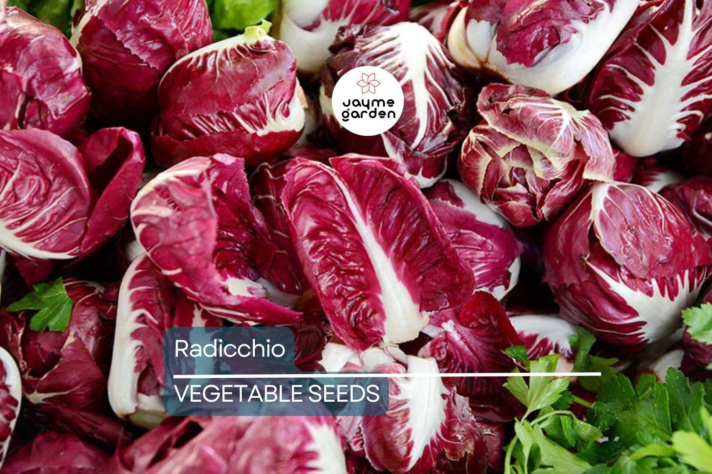 500 Radicchio Seeds - Palla Rosa Heirloom, Non-GMO, Italian Chicory, USA Seller