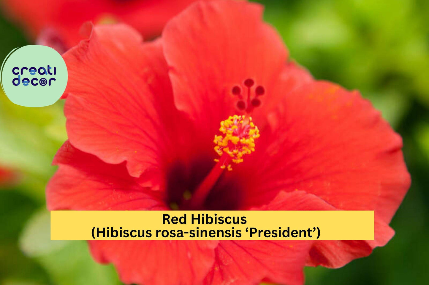 Red Hibiscus ‘President’ – Hibiscus rosa-sinensis – 2 Live Starter Plants, 5” Tall Tropical Flower Plugs for Garden or Patio