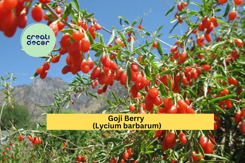 Goji Berry Wolfberry Cuttings | 10 Thin Stem Cuttings | Live Lycium Barbarum Fruiting Shrub for Rooting or Propagation