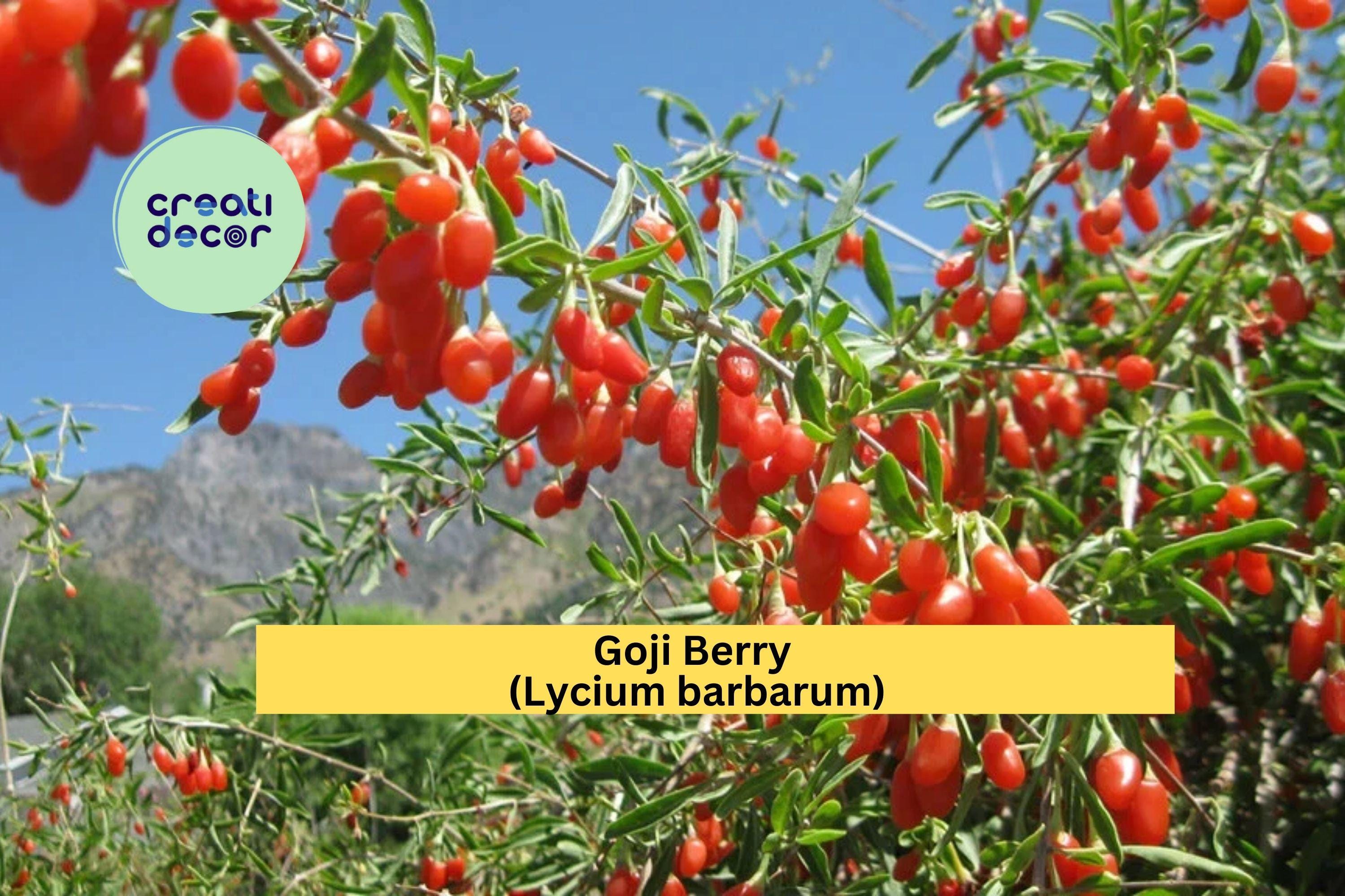 Goji Berry Wolfberry Cuttings | 10 Thin Stem Cuttings | Live Lycium Barbarum Fruiting Shrub for Rooting or Propagation
