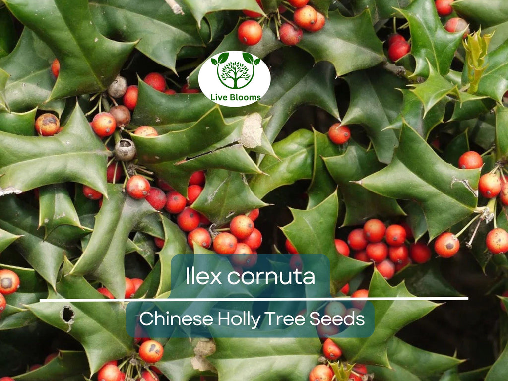 500 mg Seeds Ilex Cornuta – Chinese Holly for Planting | Evergreen Shrub for Privacy, Hedges, and Wildlife-Friendly Landscaping