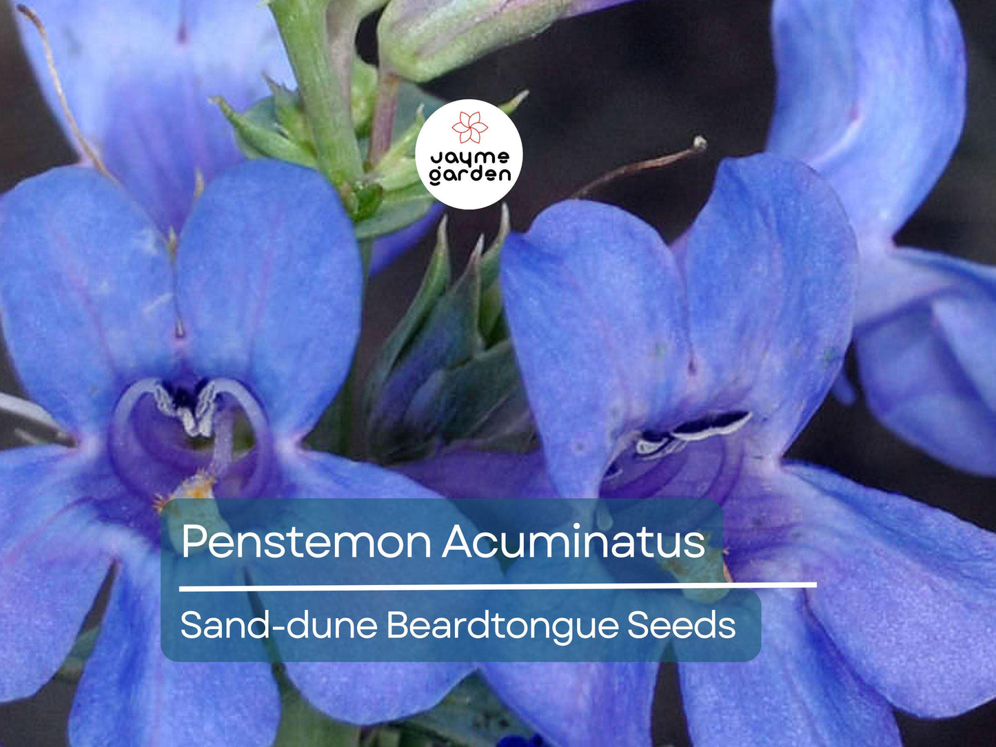 50 Seeds Penstemon Acuminatus | Sand-dune Beardtongue for Planting | Native Perennial Wildflower | Drought Tolerant | Pollinator Friendly