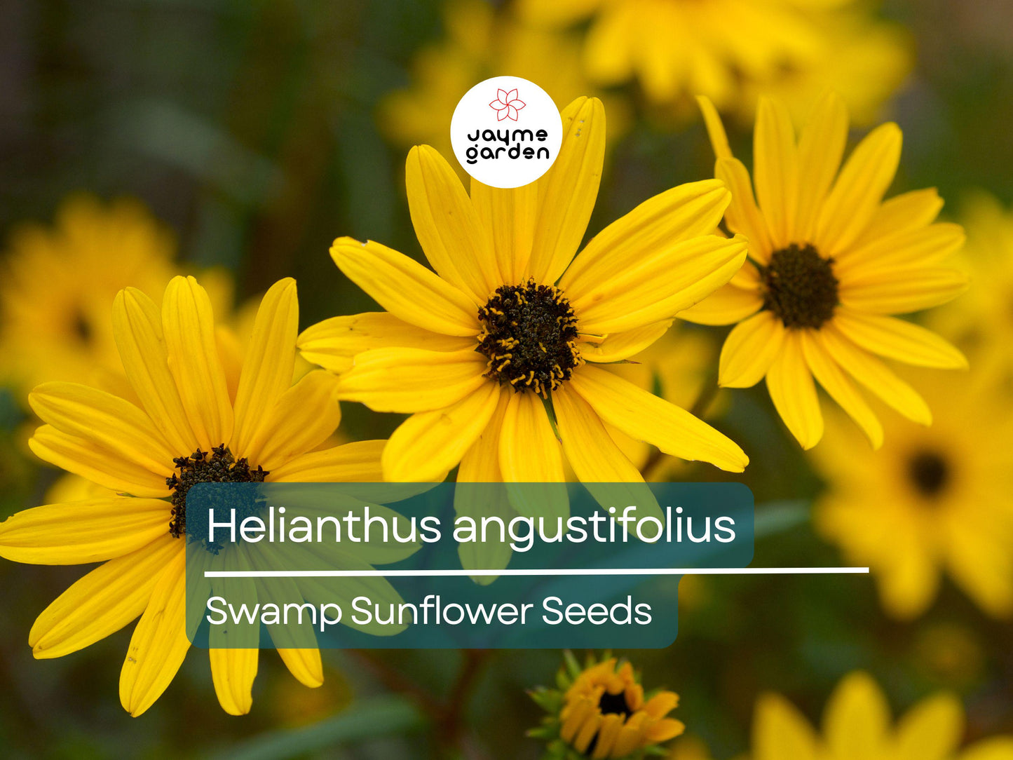200 Seeds Helianthus Angustifolius | Narrowleaf Swamp Sunflower | Bright Yellow Blooms | Pollinator Native Perennial for Wetlands & Gardens