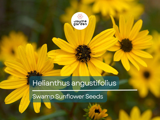 200 Seeds Helianthus Angustifolius | Narrowleaf Swamp Sunflower | Bright Yellow Blooms | Pollinator Native Perennial for Wetlands & Gardens