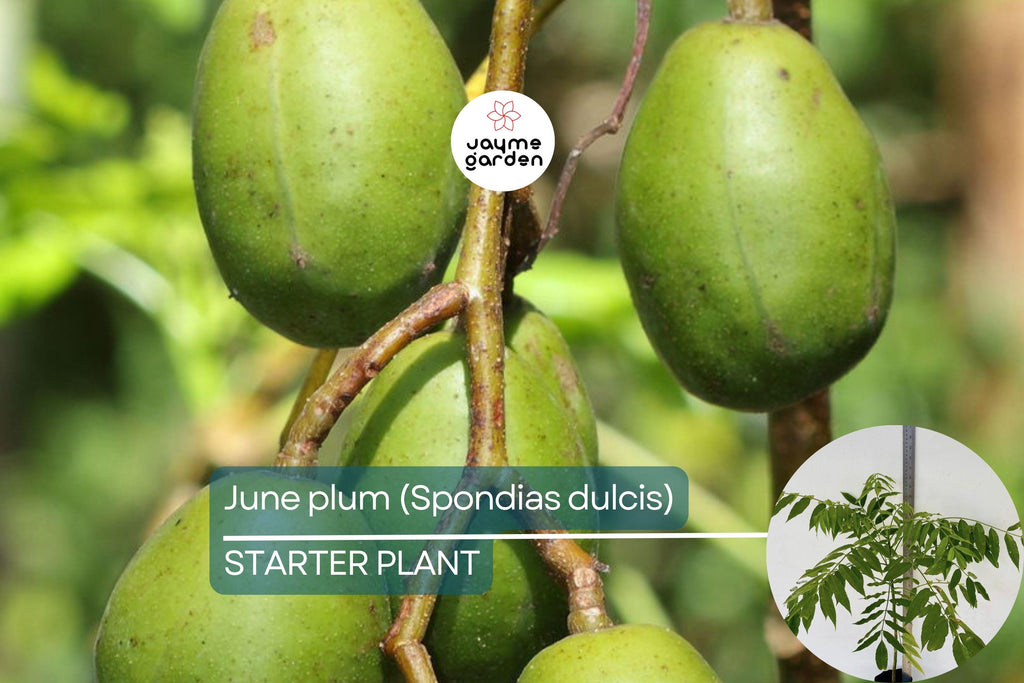June Plum Tree 12″-24″ Live Starter Tropical Fruit Tree | Spondias dulcis | Grow Sweet & Tangy Exotic Fruits in Your Garden