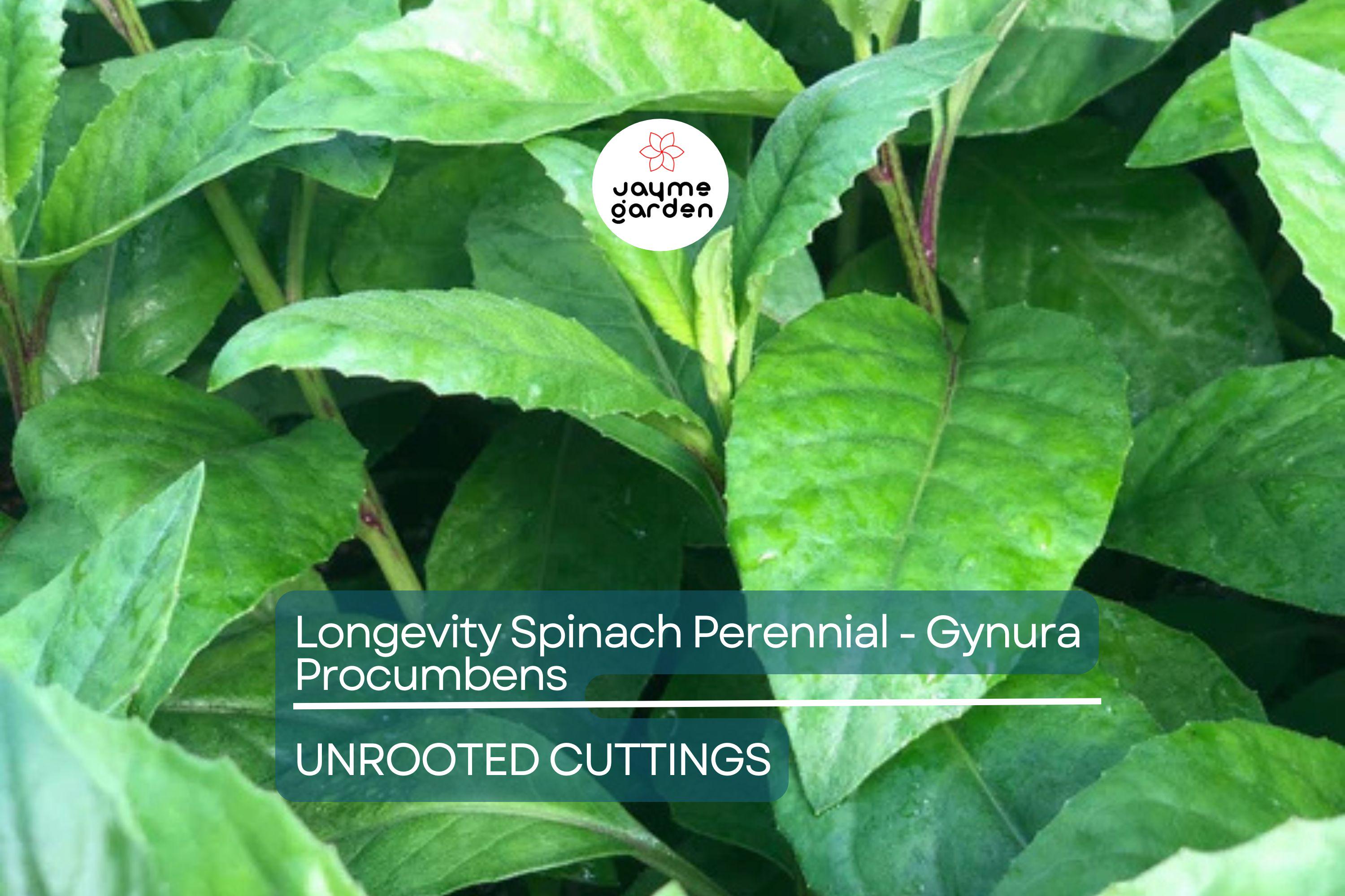 8 Fresh Cuttings – Gynura Procumbens (Longevity Spinach) | Easy-to-Grow Edible Perennial | Nutritious Superfood