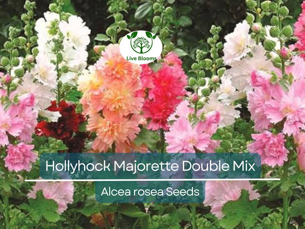 50 Seeds Hollyhock Majorette Double Mix - Dwarf Biennial, Non-GMO, Pollinator-Friendly, Vibrant Double Blooms, for Gardens (Alcea rosea)