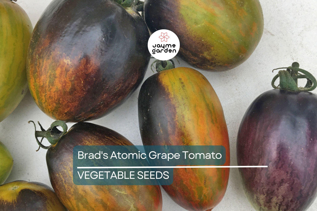 10 Seeds Brad's Atomic Grape Tomato - Rare Heirloom - Non-GMO - Colorful Stripes - Sweet Flavor - Unique Cherry Tomatoes