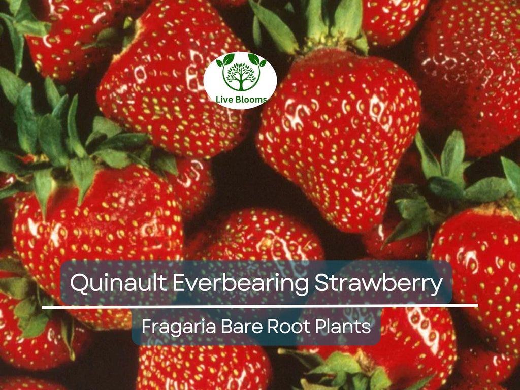 10 Quinault Everbearing Strawberry Plants - Bare Root - Fragaria × ananassa - Sweet, Juicy, Heirloom, Non-GMO, Easy to Grow