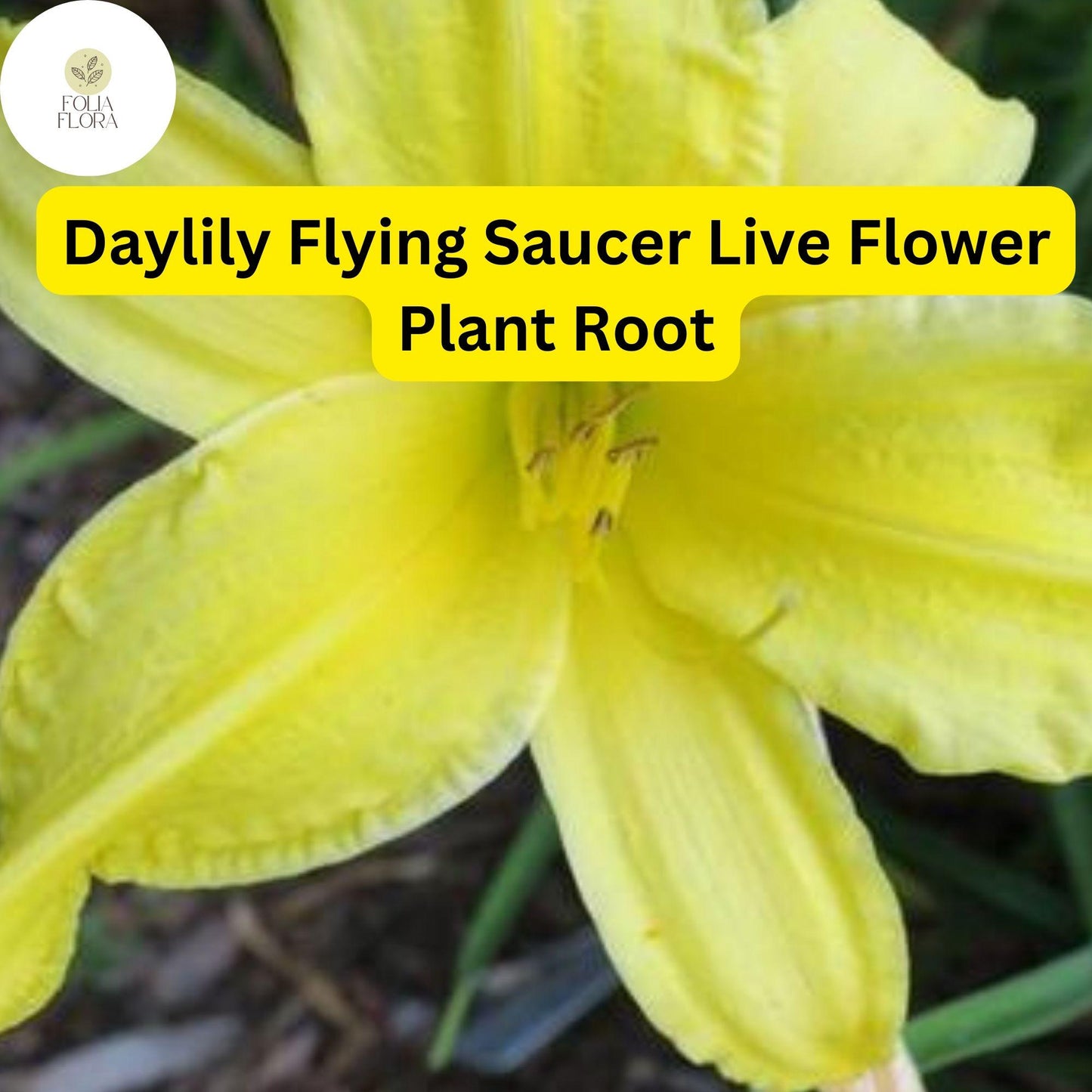 Hemerocallis ‘Flying Saucer’ Daylily | 1 Live Root | Yellow Perennial Flower